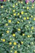 detailed close-up background of yellow flowers