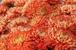 detailed close-up background of vivid flowers