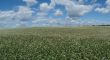 buckwheat field blossoming uder cloudy blue sky