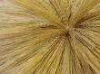 Yellow barley harvest background