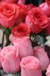 Few purple pink rose flowers bouquet