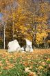 Autumn yellow alley with maple leaves background