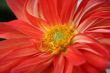 detailed close-up of vivid fresh flower
