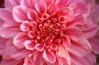 detailed close-up of vivid fresh flower