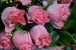 Few purple pink rose flowers bouquet
