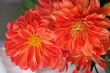 detailed close-up of vivid fresh flower