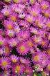 detailed close-up background of fresh flowers