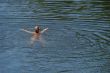 single figure swimming in wide water surface