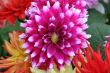 detailed close-up of vivid fresh flower