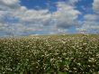 white buckwheat field in blossoming