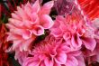 vivid varisorted multicolored flowers background