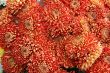 detailed close-up background of vivid flowers