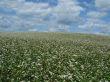 white buckwheat field in blossoming