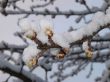 Snow-covered dissolved kidney of the chestnut