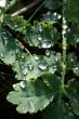 Colorless waterdrops texture on green leaves