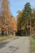 Autumn road with yellow tress on both sides