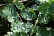 Colorless waterdrops texture on green leaves