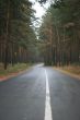 Highway thru old green pine wood