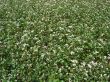 buckwheat field in blossoming background