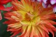 detailed close-up of vivid red fresh flower