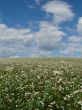 buckwheat field in white blossoming blue sky