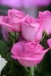 Few purple pink rose flowers bouquet