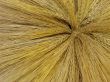 Yellow barley harvest background