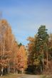 Autumn yellow alley