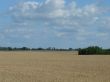 Harwest field under blue cloudy sky