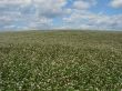 buckwheat field in white blossoming cloudy sky