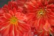 detailed background of vivid fresh flowers