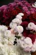 detailed background of vivid fresh flowers