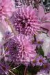 detailed close-up of vivid fresh flower
