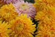 detailed background of vivid fresh flowers