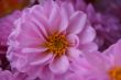 detailed close-up of vivid fresh flower