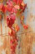 Red autumn vinegard leaves on rusty wall