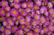 detailed background of vivid fresh flowers