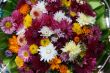 vivid varisorted multicolored flowers background