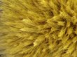 Yellow barley harvest background