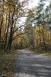 Autumn road with yellow tress on both sides