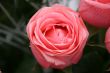 alone purple pink rose flower