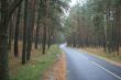 Highway thru old green pine wood