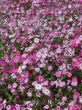 vivid varisorted multicolored flowers background