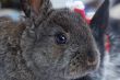 close up snout rabbit