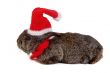 grey rabbit dressed like santa