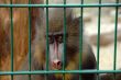 monkey at zoo