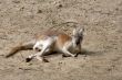 kangaroo