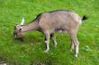 goat eat grass