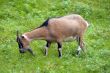A black goat portrait