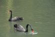 Two black swans